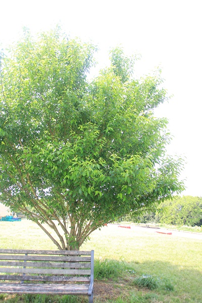 e0308105_2231371.jpg