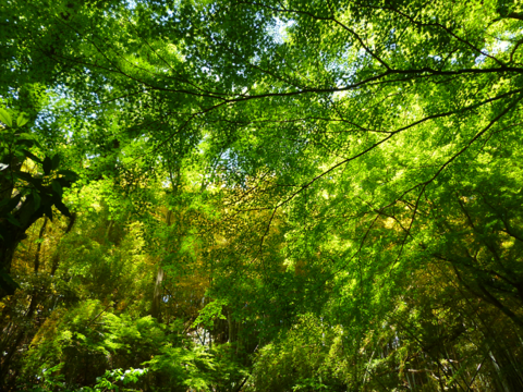 f0008510_1325160.png