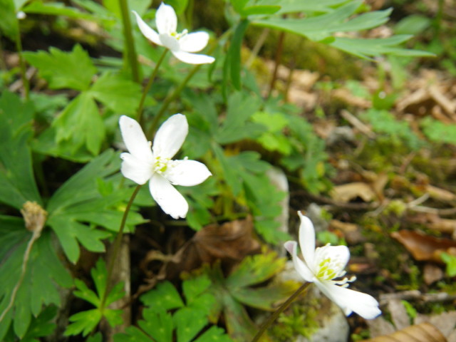 d0006512_00342003.jpg