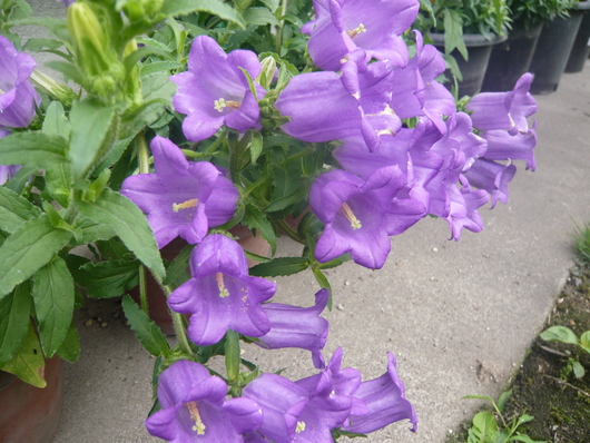 a0206332_9225182.jpg