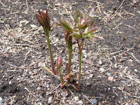 e0088260_09260412.jpg