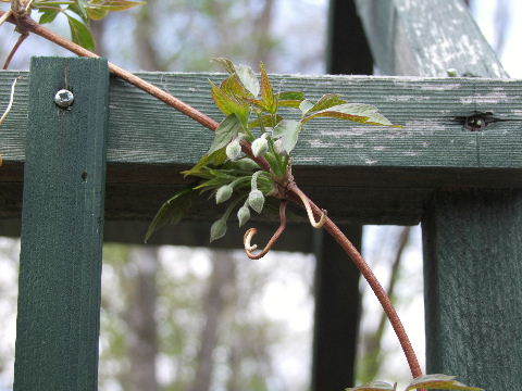 e0088260_09263940.jpg
