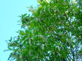 e0175370_8574717.jpg
