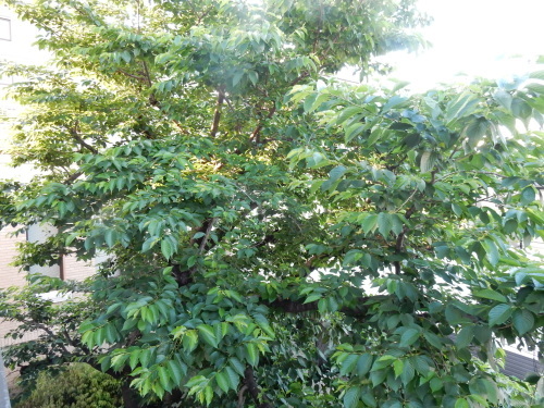 f0054677_05374910.jpg