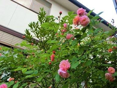 c0204121_1521412.jpg