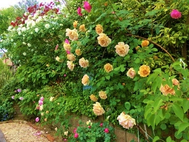 c0204121_1592563.jpg