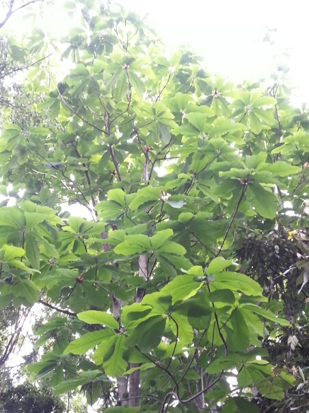 c0049825_1744183.jpg