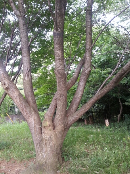c0049825_1746329.jpg