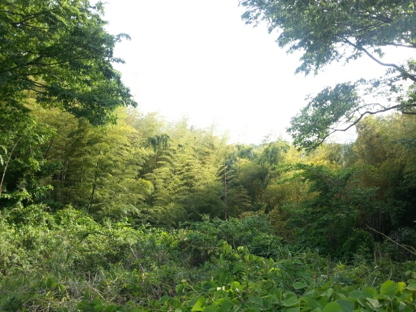 c0049825_1748251.jpg