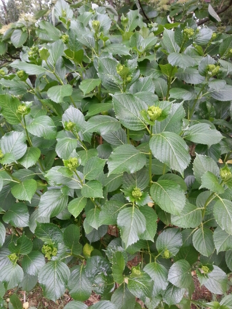 c0049825_1748413.jpg