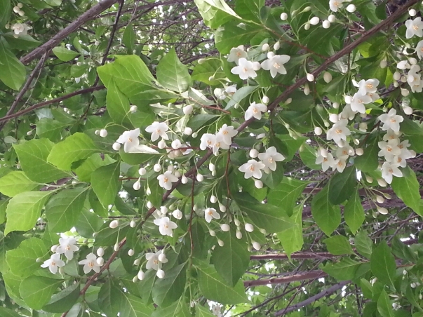 c0049825_17534595.jpg