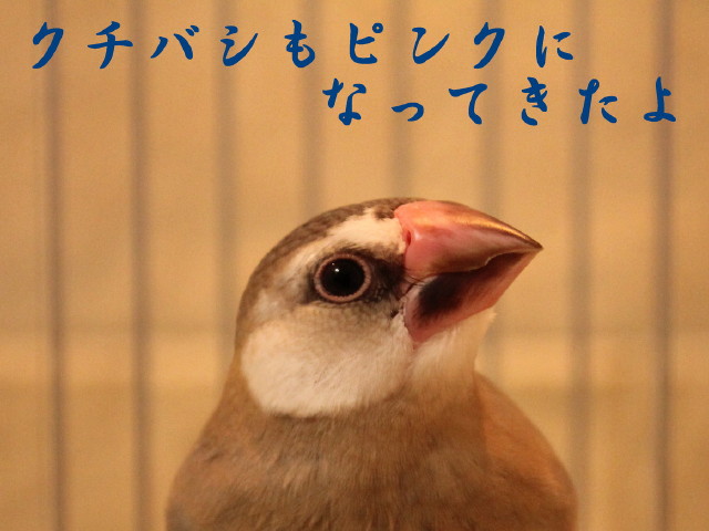 c0365734_22202152.jpg
