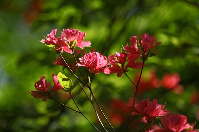 a0242438_19312920.jpg