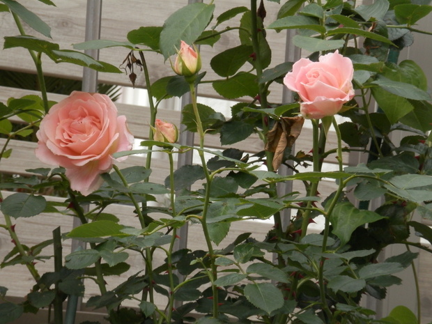e0288951_18142012.jpg