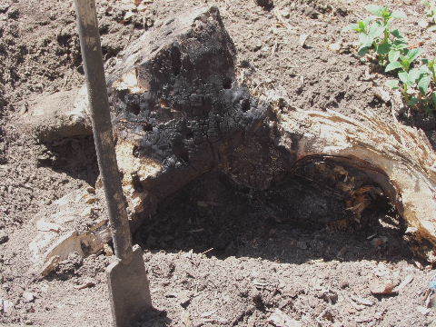 e0088260_12002163.jpg