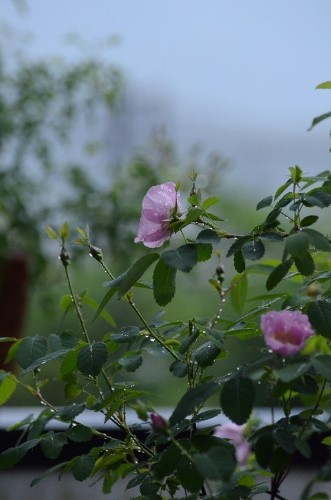 c0186463_15491526.jpg