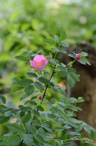 c0186463_1557331.jpg
