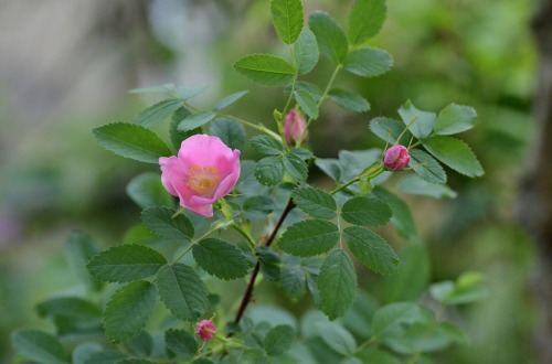 c0186463_1624167.jpg