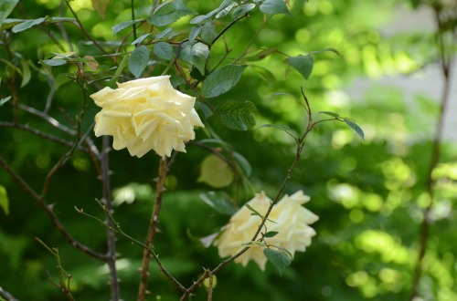 c0186463_1632170.jpg