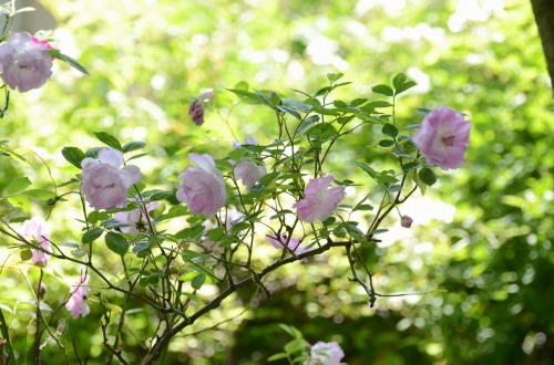 c0186463_168234.jpg