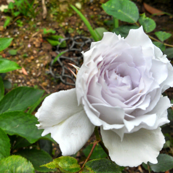 e0003465_20232120.jpg