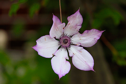 a0157069_1064467.jpg