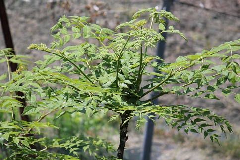 e0175370_851496.jpg