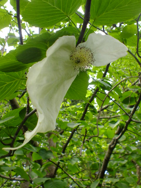 e0145782_3353225.jpg