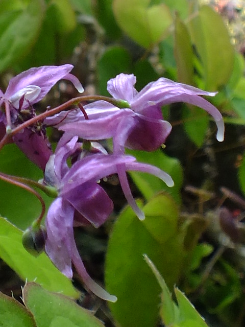 e0145782_342015.jpg