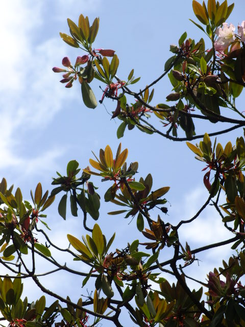 e0145782_3433959.jpg
