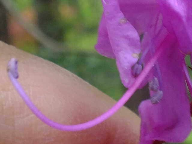 e0145782_3583861.jpg