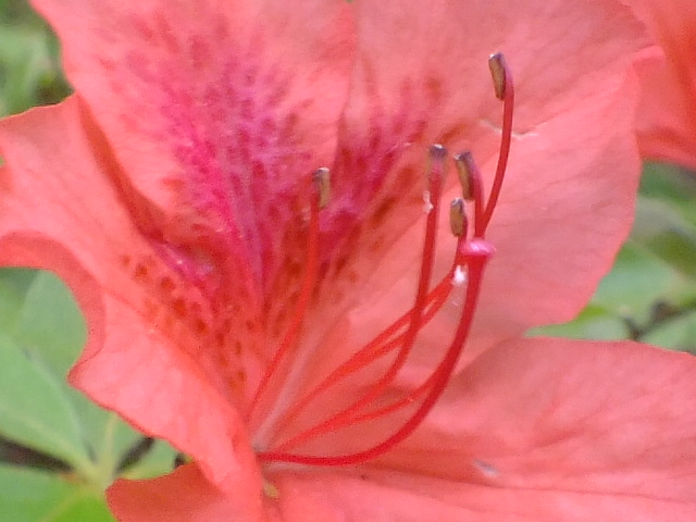 e0145782_40579.jpg