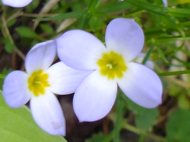 e0145782_415480.jpg