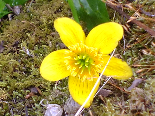 e0145782_4193018.jpg