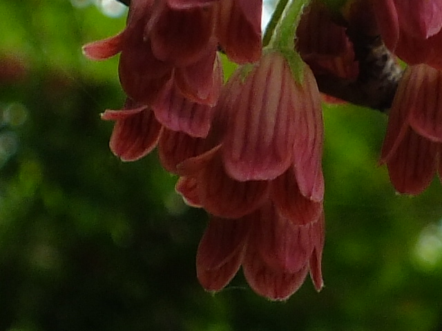e0145782_4203030.jpg