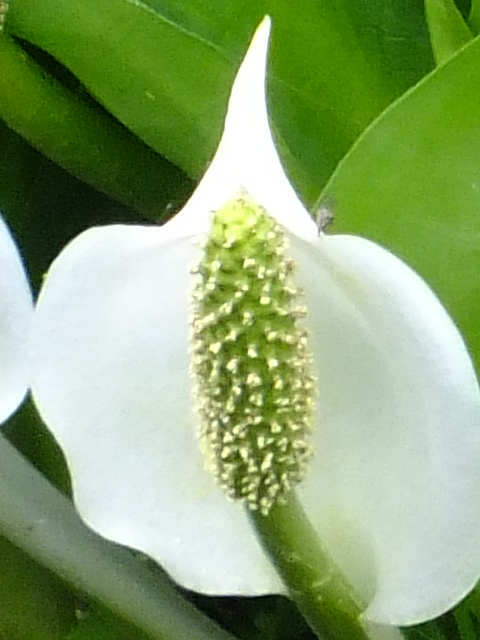 e0145782_5153881.jpg