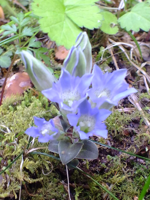 e0145782_5291525.jpg