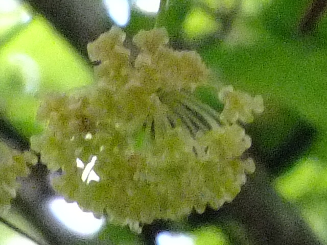 e0145782_5313014.jpg