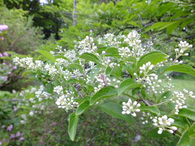 e0145782_9205730.jpg