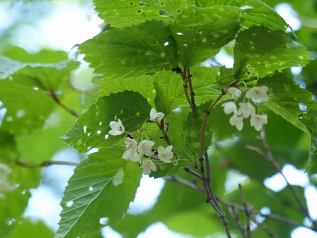 f0357487_13355844.jpg