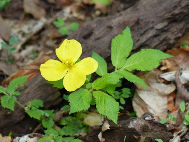 f0357487_1431261.jpg