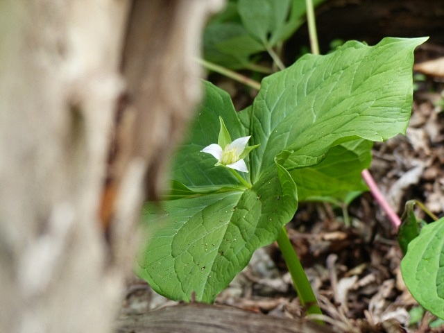 f0357487_14325160.jpg