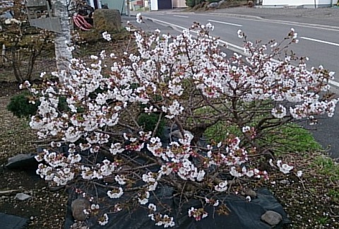 f0029393_5281329.jpg