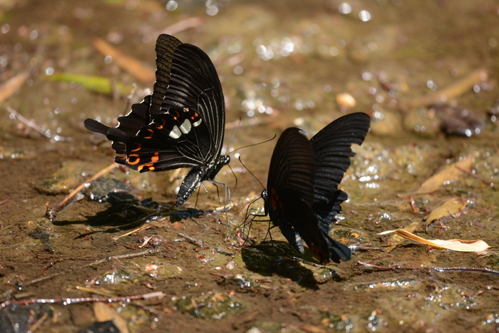 a0277496_845553.jpg