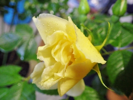 a0125598_21064503.jpg
