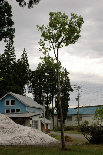a0061599_7173724.jpg