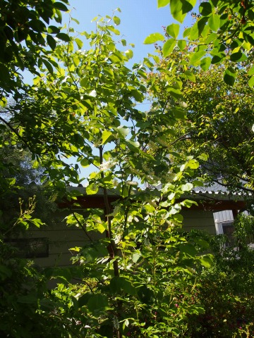 c0117007_102899.jpg