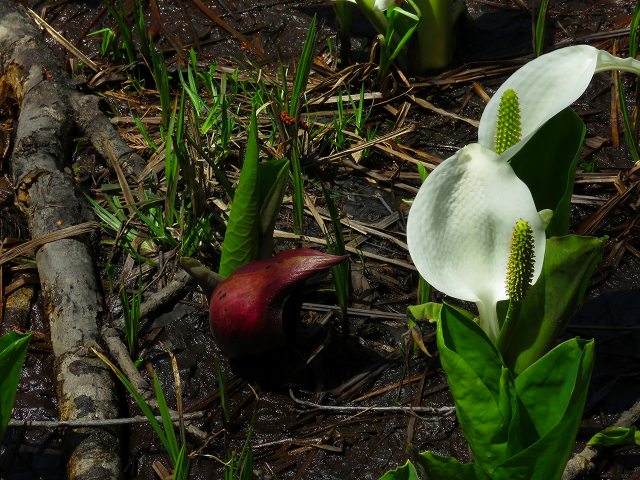 e0242721_8604.jpg