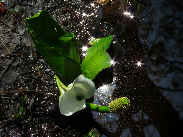e0242721_884518.jpg
