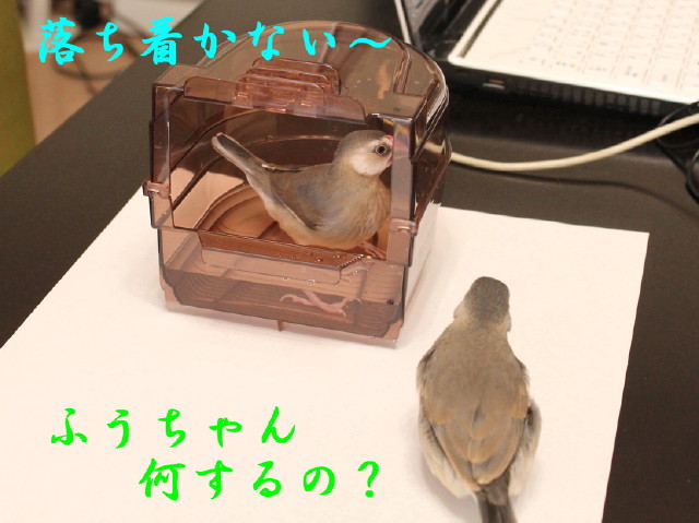 c0365734_20264255.jpg